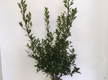 Ilex aquifolium 'Alaska' (vak beplanting)