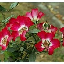 Rosa Cherry Meidiland ®