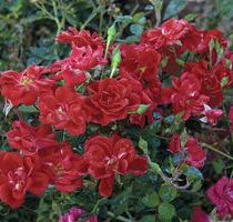 Rosa Crimson Meidiland ®