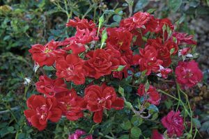 Rosa Crimson Meidiland ®
