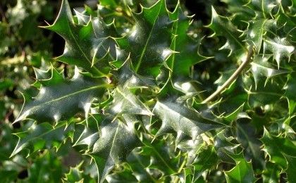 Ilex aquifolium (vak beplanting)