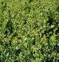 Ilex crenata 'Green Hedge'