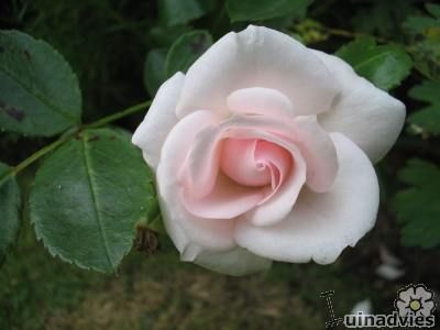 Rosa Aspirin Rose ®