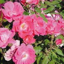 Rosa Pink Knock-Out ®