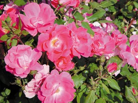 Rosa Pink Knock-Out ®