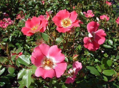 Rosa Pink Meidiland ®