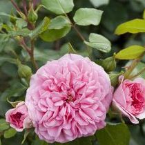 Rosa Pink Swany ®
