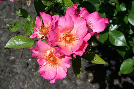 Rosa Pretty Sunrise ® 