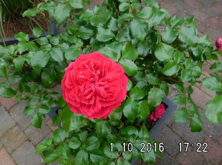 Rosa Red Leonardo da Vinci ®