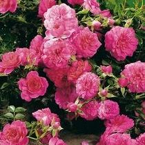 Rosa Knirps ®