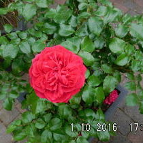 Rosa Red Leonardo da Vinci ®