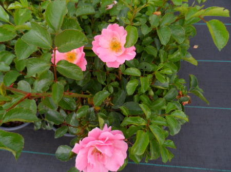 Rosa Sommerwind ®