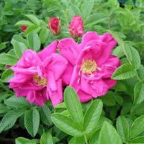 Rosa Purple Pavement ®
