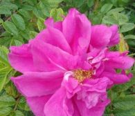 Rosa Roseraie de L'Hay 