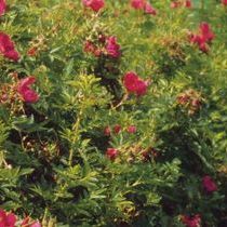 Rosa Rote Hannover ®