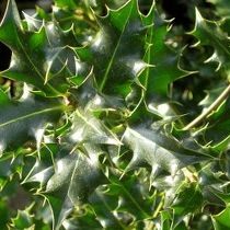 Ilex aquifolium (vak beplanting)