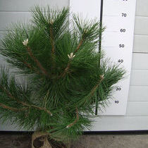 Pinus nigra nigra