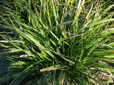 Carex morrowii 'Variegata'
