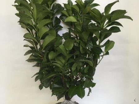 Prunus laurocerasus 'Etna' ®